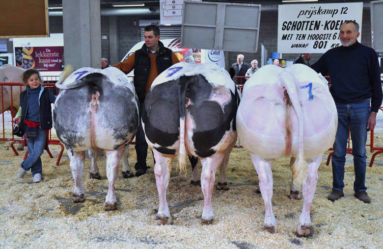 Elevage et Boucherie Léonard - Boeuf Gras Anvers 2011